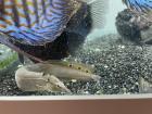 Pfauen-Stachelaal Macrognathus siamensis