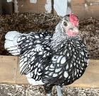 Sebright Zwerghuhn Hahn